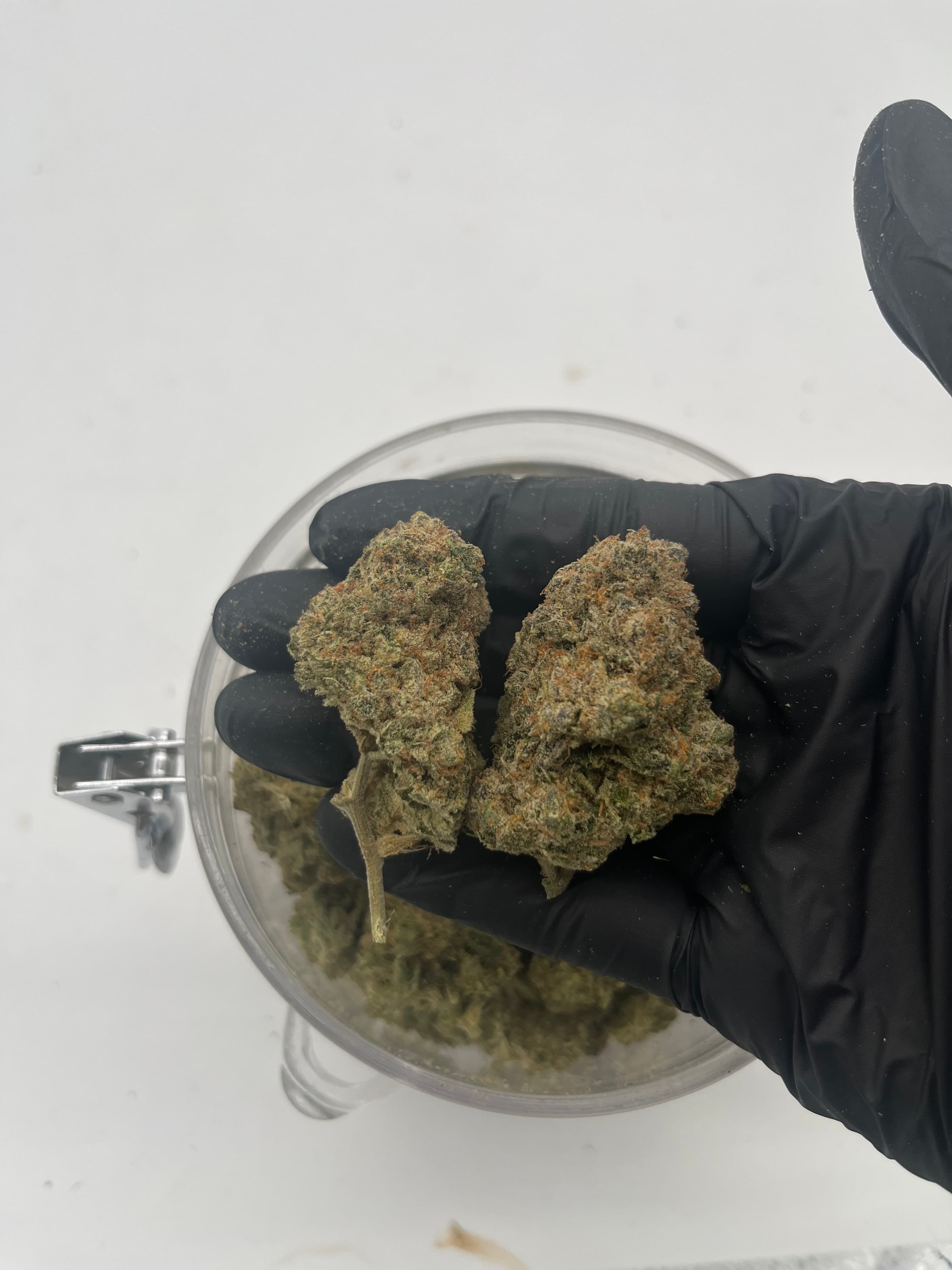 Apricot Scones — Premium THC-A hemp flower